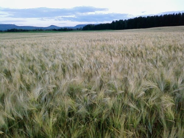 large barley field before harvest, mountains in the background